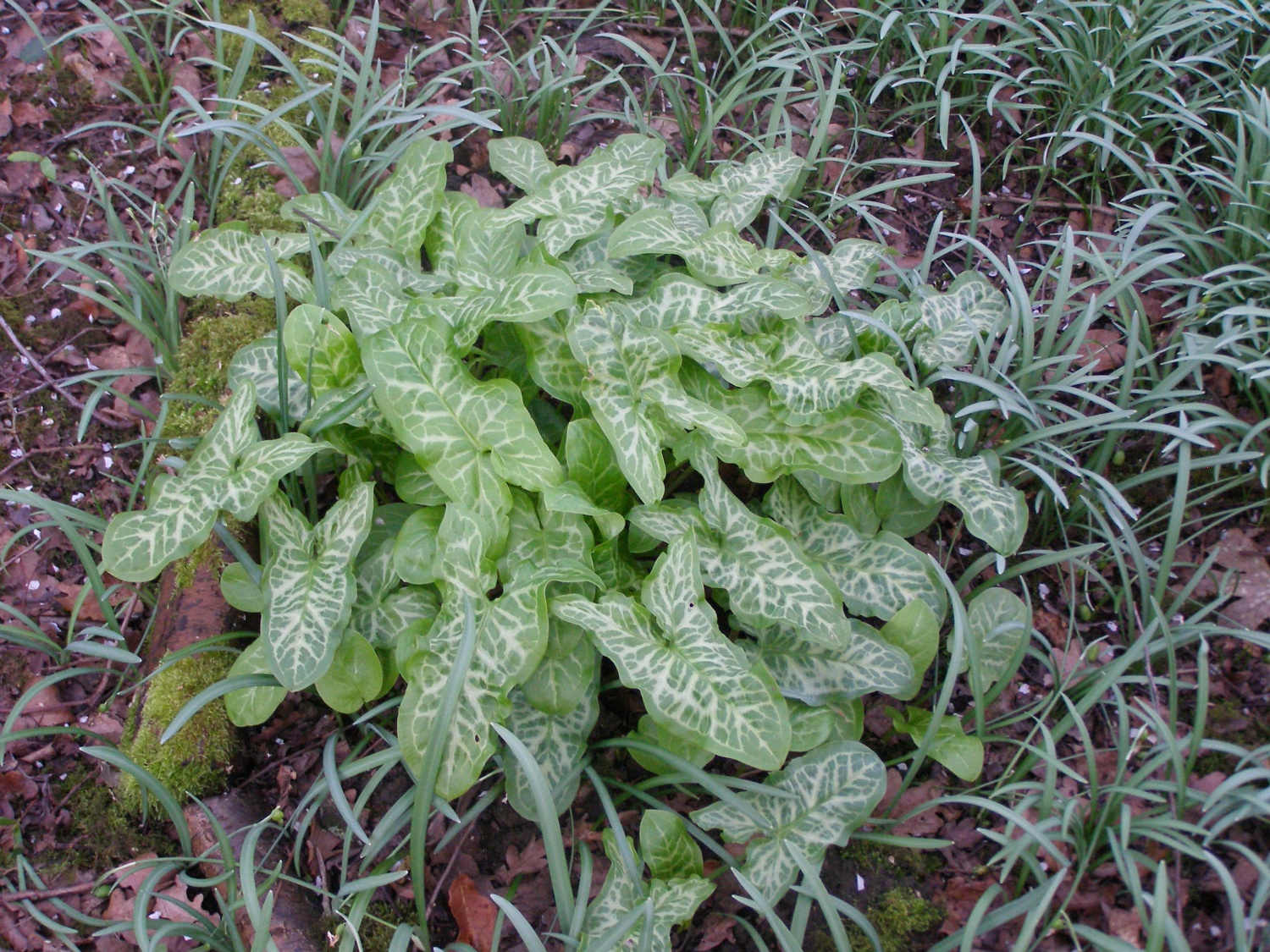 Arum italicum subsp. italicum 'Ann Macnab'